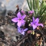 Campylanthus salsoloides Flor