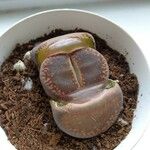 Lithops aucampiae Leaf