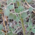 Antirrhinum molle Leaf