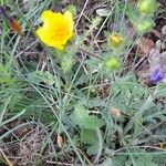 Potentilla hirtaFlower