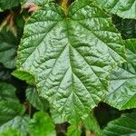 Rubus tricolorDeilen