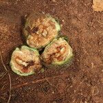 Parinari excelsa Fruto