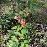 Rubus idaeusFruit