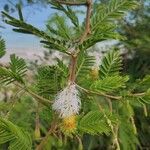 Dichrostachys cinereaFlower