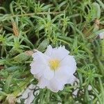 Portulaca pilosaFlors