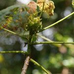 Dombeya ciliata Máis