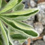 Potentilla nivalis Levél