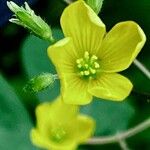 Oxalis fontana Flower