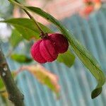 Euonymus europaeus Ffrwyth