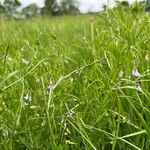 Vicia tetrasperma Virág