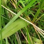 Dactylorhiza elata Lapas