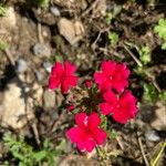 Verbena peruviana Λουλούδι