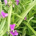 Tradescantia × andersoniana Leaf