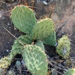 Opuntia littoralis Žievė