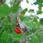 Erythrina velutina फल