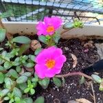 Portulaca grandifloraFlor