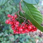 Cotoneaster coriaceus 果