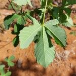 Cochlospermum regium Leaf