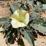 Datura wrightiiFlor