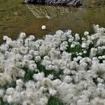 Eriophorum scheuchzeri Žiedas