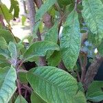 Fuchsia boliviana Folio