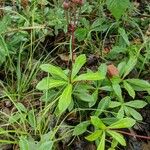 Chimaphila umbellata Ліст