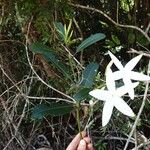 Atractocarpus baladicus