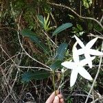 Atractocarpus baladicus Flower