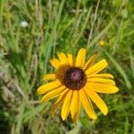 Rudbeckia hirtaЦвят