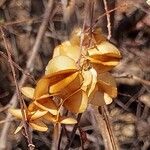 Combretum coccineum Frucht