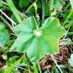 Alchemilla glaucescens Лист