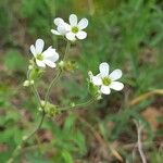 Saxifraga bulbifera Flower