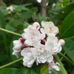 Clerodendrum chinense Çiçek