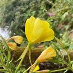 Oenothera × fallax Blomma