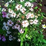 Symphyotrichum lanceolatum Flower