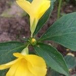 Barleria prionitis Folla