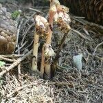 Monotropa hypopitys Цвят