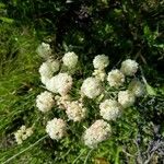 Eriogonum heracleoides Flor