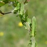 Lepidium heterophyllum ᱥᱟᱠᱟᱢ