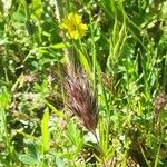 Bromus rubens Flower