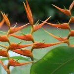 Heliconia latispatha Blüte