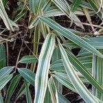 Pleioblastus viridistriatus Leaf