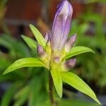 Gentiana cruciataΛουλούδι