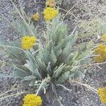 Achillea filipendulinaFlower