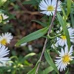 Symphyotrichum lanceolatum Ліст