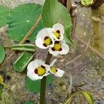 Sagittaria montevidensis Floare
