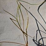 Potamogeton trichoides Leaf