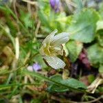 Gagea serotina Flower