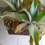 Kalanchoe daigremontiana Blatt