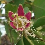 Sonneratia alba Flower